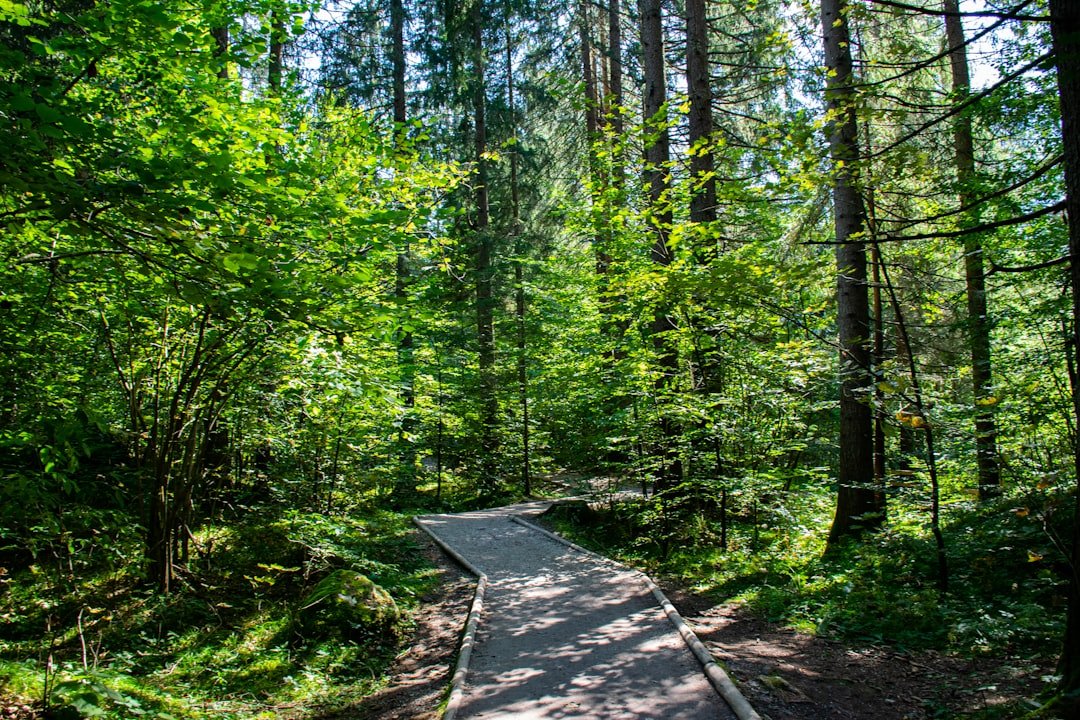 Photo Forest trail